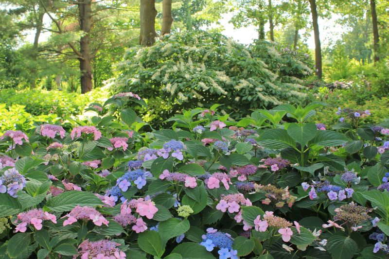 Treating Every Hydrangea the Same