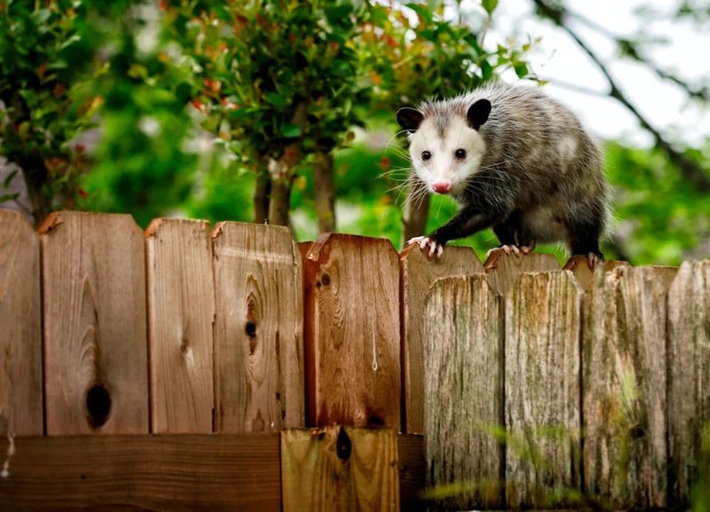 Mice, Rats, and Voles