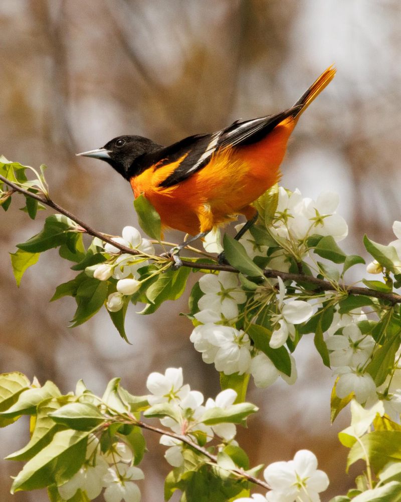 Orioles