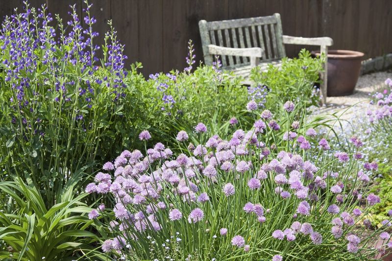 Place the herb beside the peony, not inside its crown