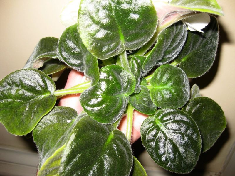 Crowded Suckers and Extra Leaves