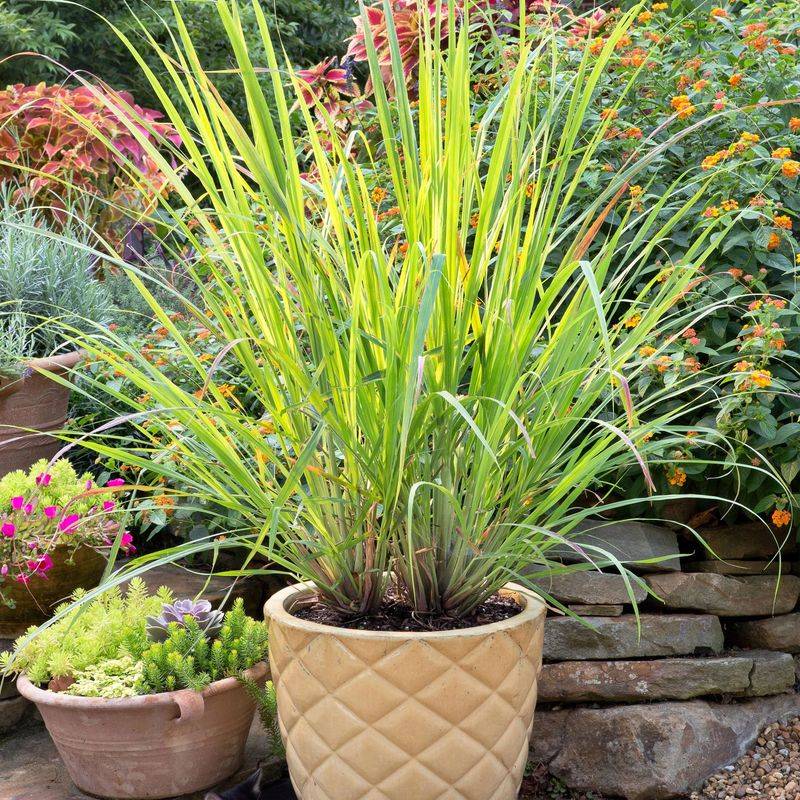 Lemon Grass (Cymbopogon citratus)