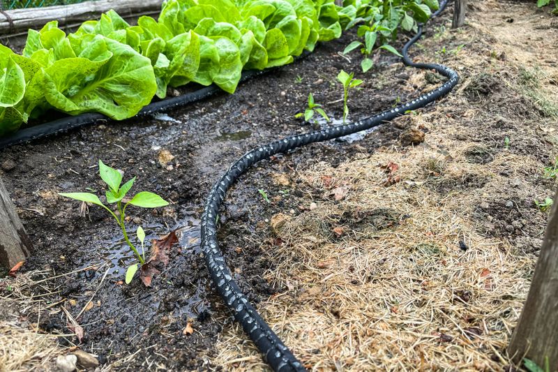 Plan a steady watering routine going forward