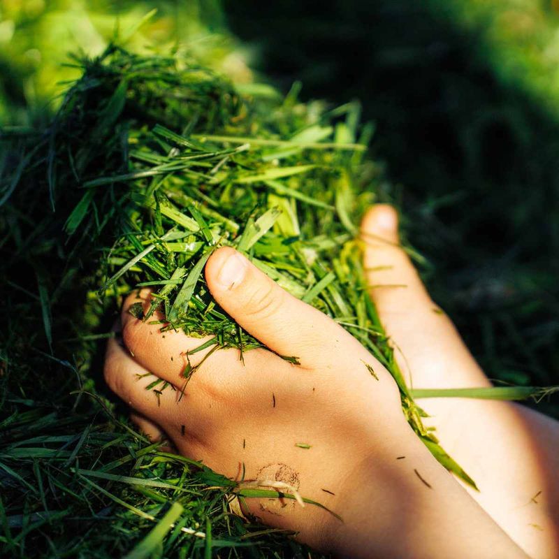 Grass Clippings