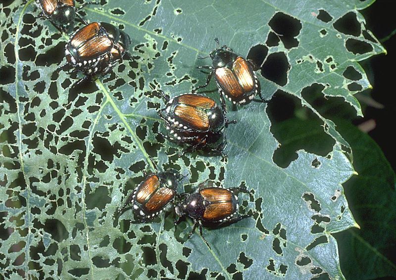 Letting Slugs, Earwigs, and Beetles Chew Away
