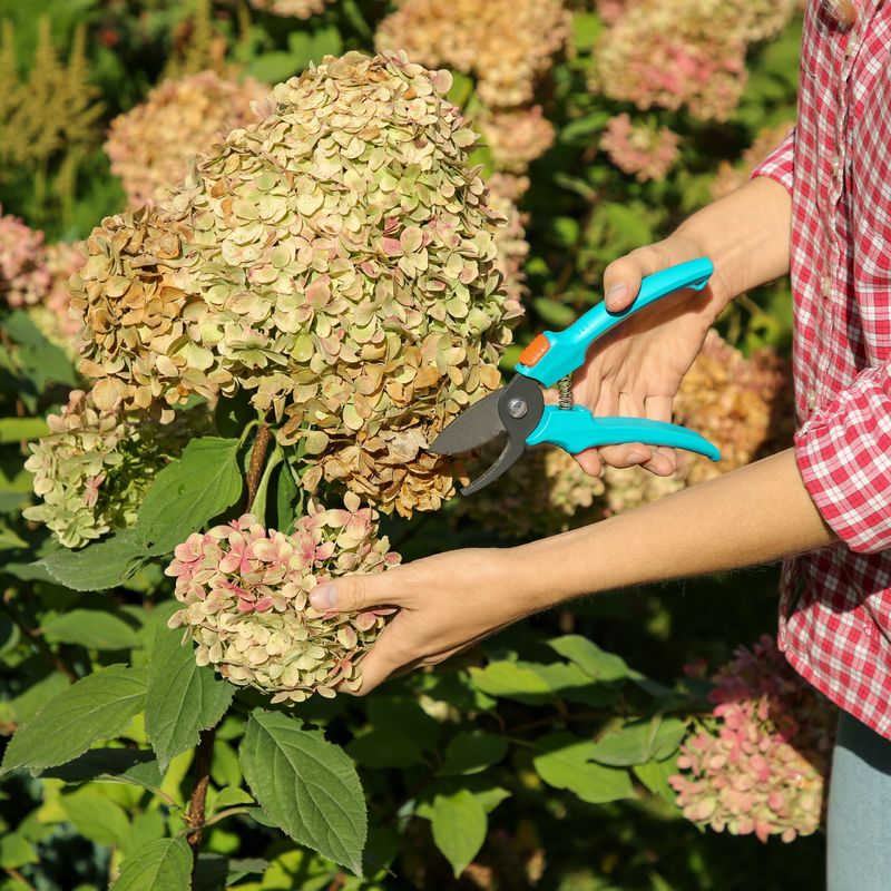 Deadhead Spent Blooms Regularly