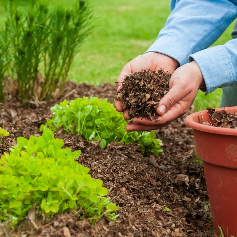 Planted beds need targeted weed management