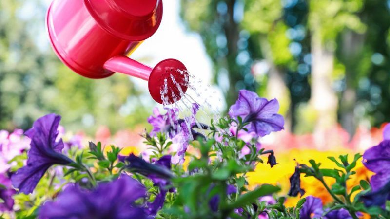 Support regrowth with water and measured feeding