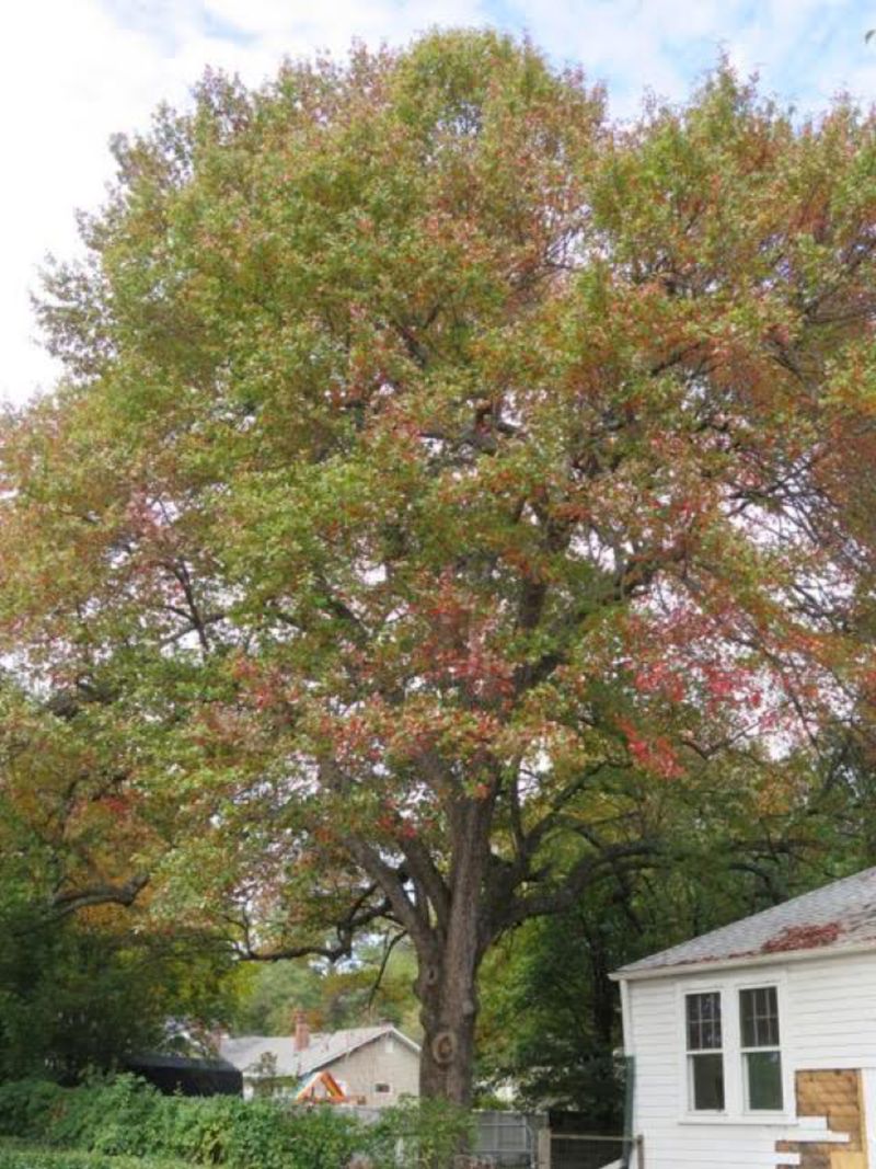Check the site before choosing a permanent tree