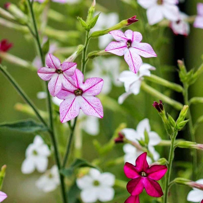 Flowering Tobacco