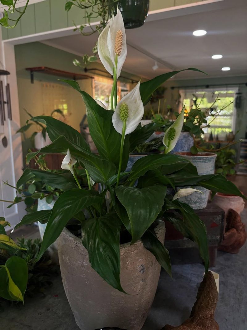 Light and plant timing shape flowering