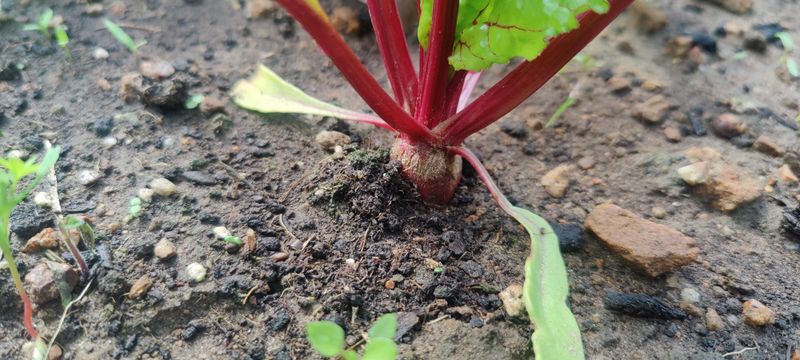 Cut Back on Nitrogen