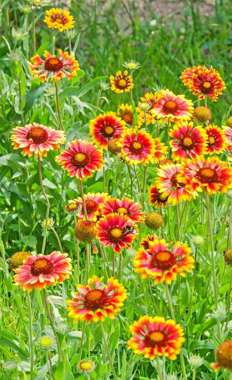 Gaillardia (Blanket Flower)