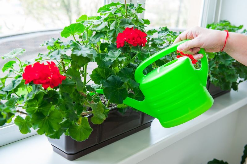 For Houseplants: Water Sparingly
