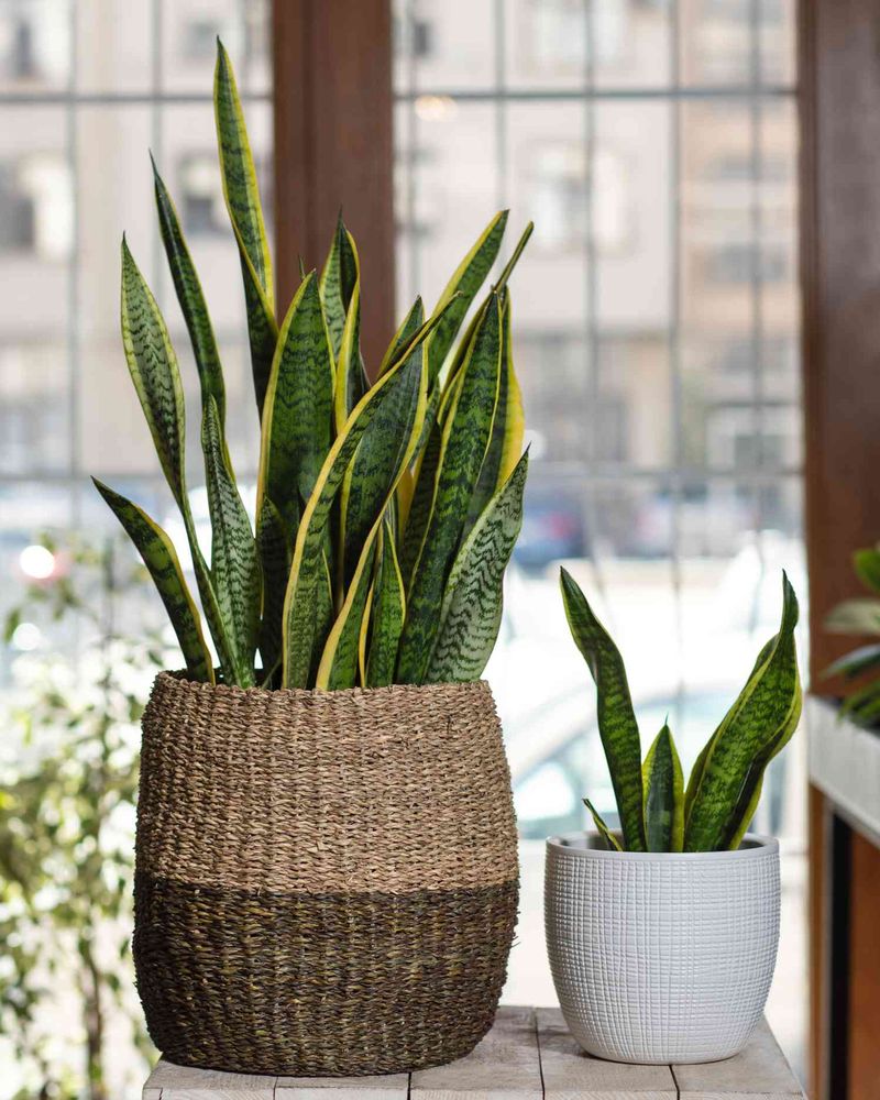 Give a slow-growing plant time