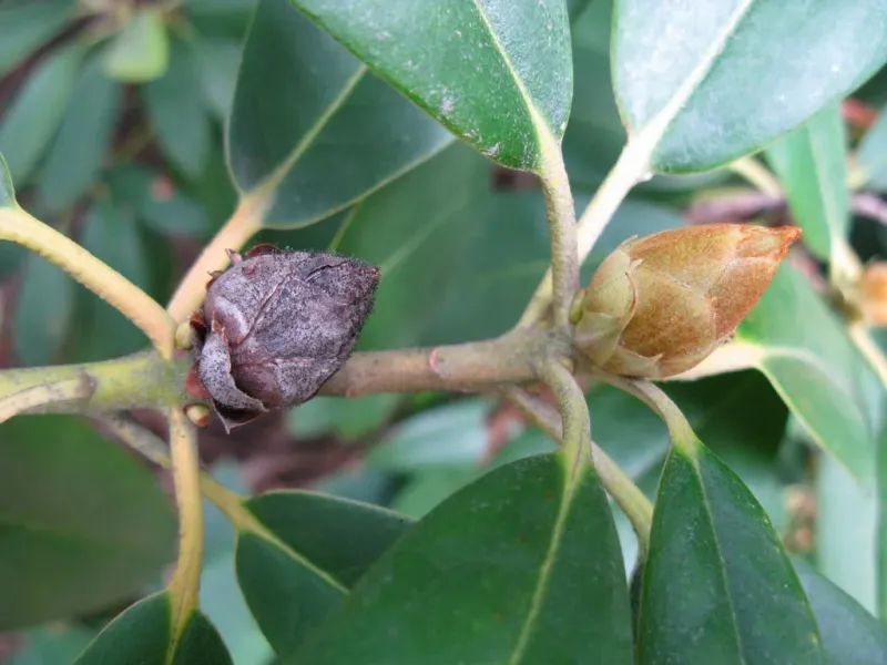 Treat bud drop as a clue, not a verdict