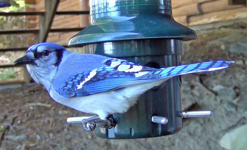 Other Birds (Jays, Crows, Small Hawks, Woodpeckers)
