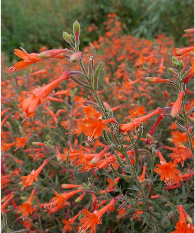 Hummingbird Trumpet (California Fuchsia)