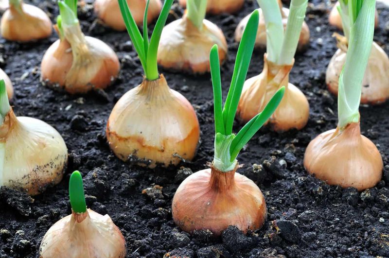 Onions and Other Alliums