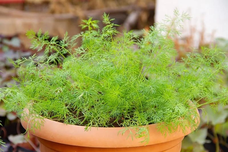 Dill
