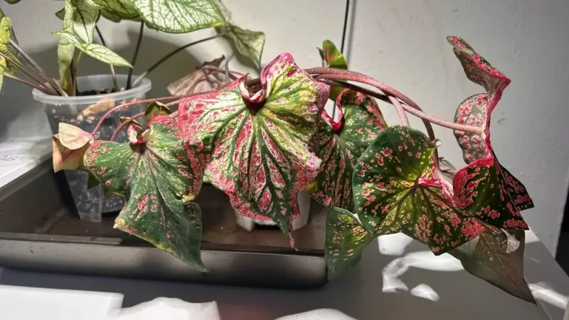 Caladium