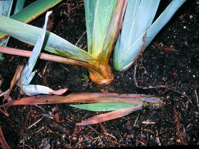 Check Every Rhizome for Soft Rot