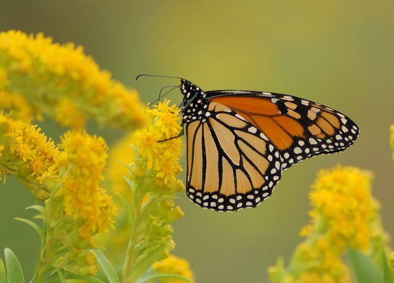 Goldenrod (Solidago)