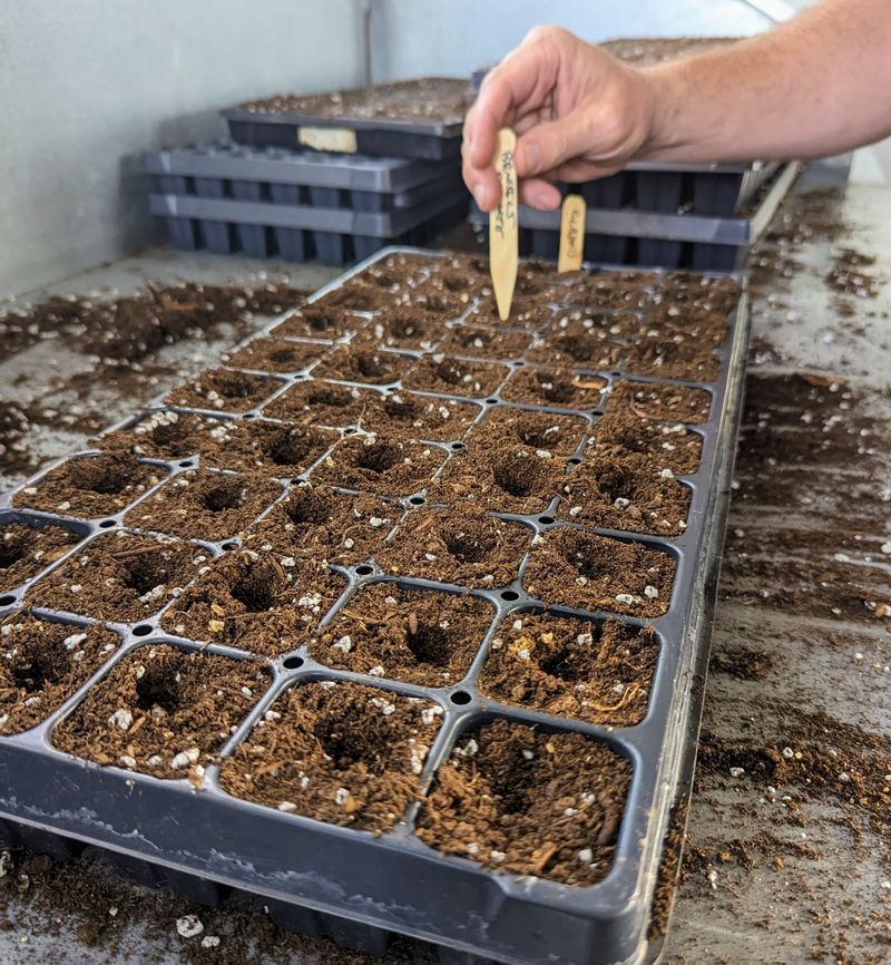 Plant Twice As Deep And Start Some Indoors