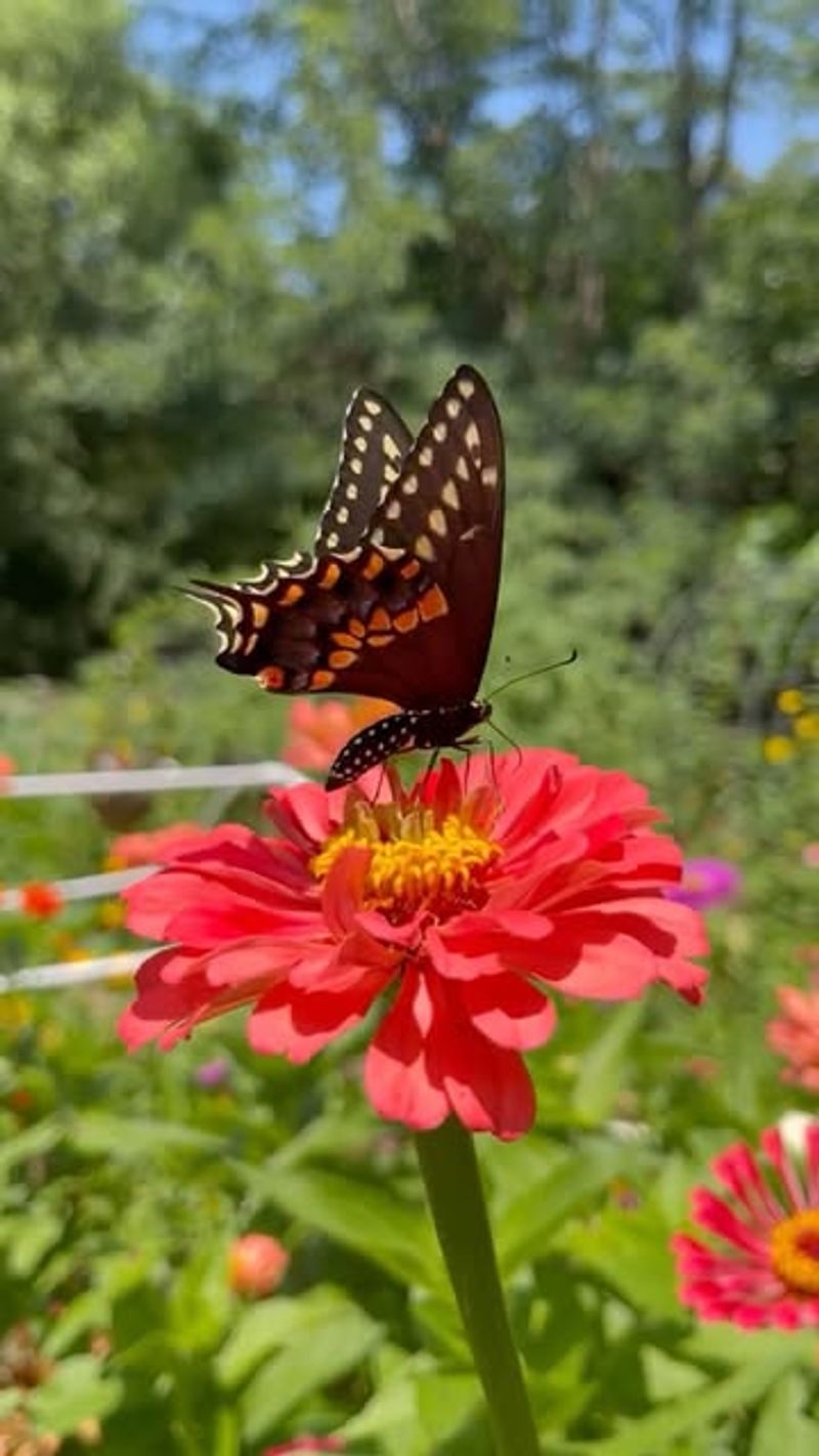 Zinnia