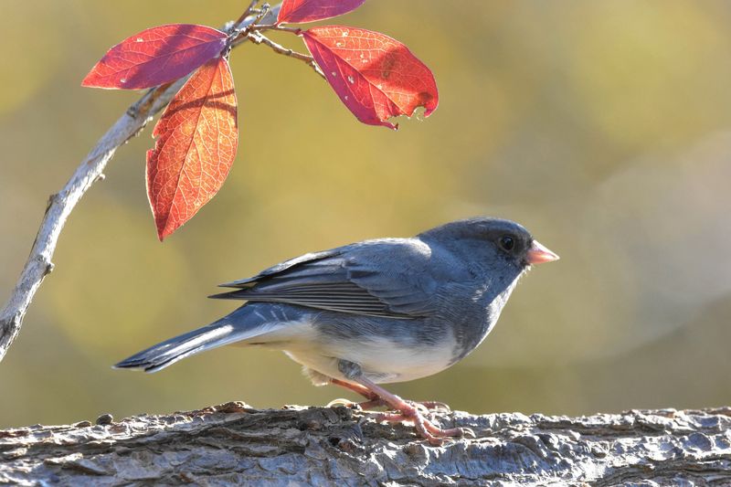 Fall brings several kinds of birds into the same yard