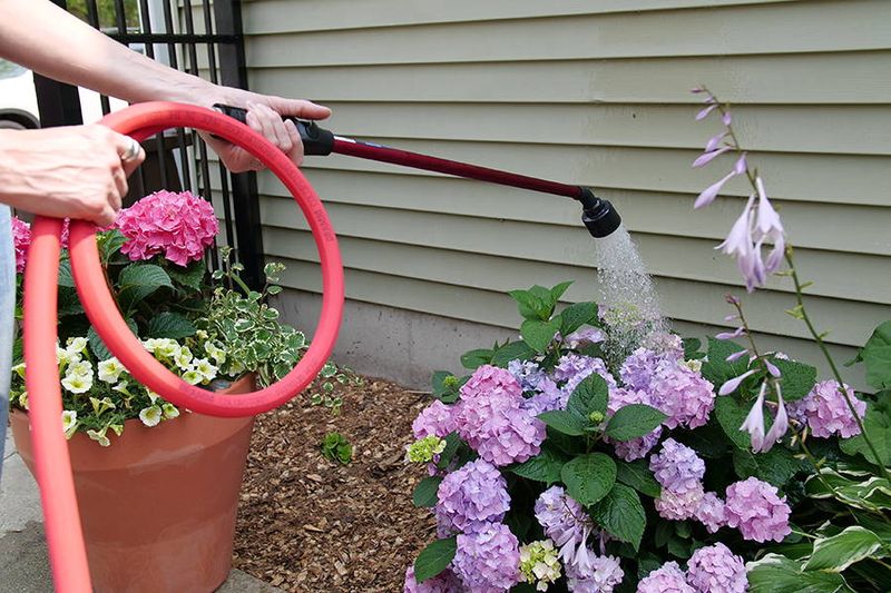Support flowering with moisture, light, and healthy roots