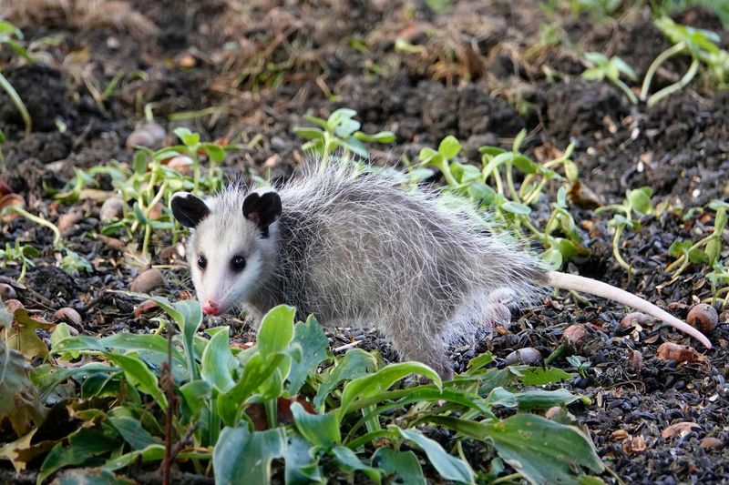 Fewer Pesticides Needed