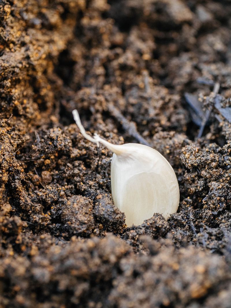 Cool Weather Starts the Bulb-Building Process