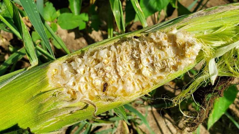 The Damage Pattern Tells You What Visited the Corn