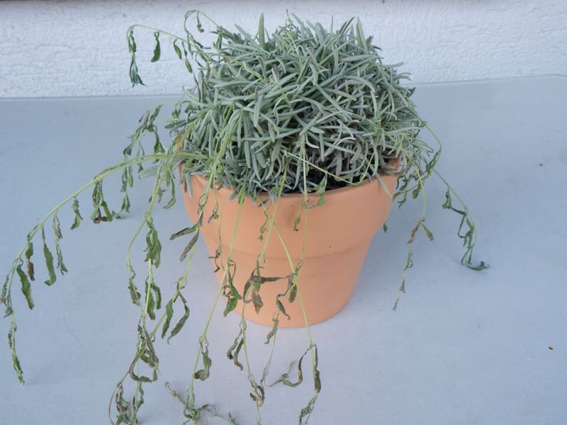 Prevent Overwatering
