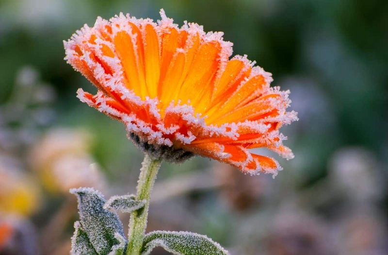 Calendula (Pot Marigold)