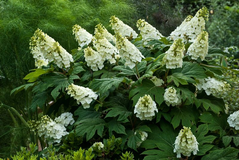 Oakleaf Hydrangea (Hydrangea quercifolia)