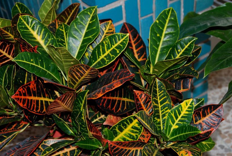 Croton