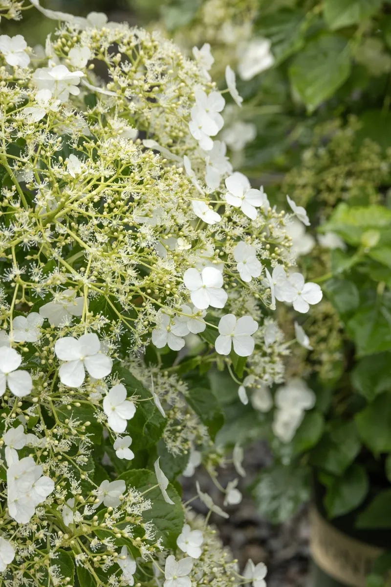 Climbing Hydrangea