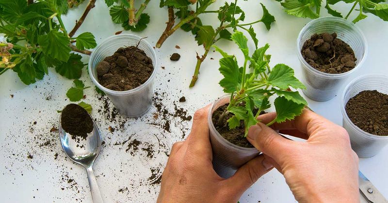 Wait for roots, then transplant carefully