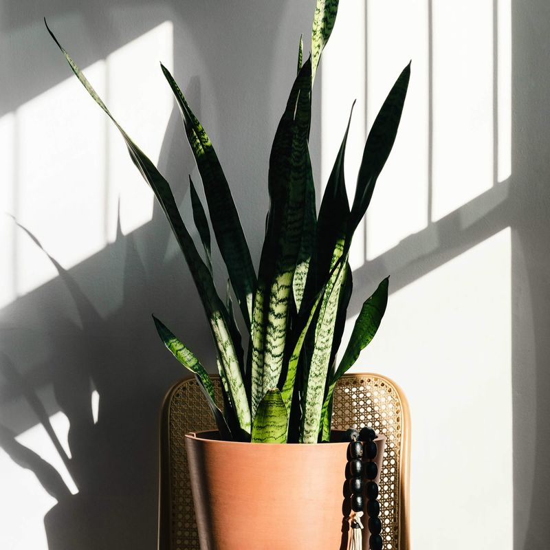 Move the plant out of the cold zone