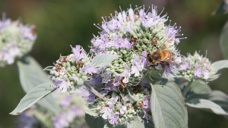 Pair Its Silver Texture with Pollinator Value