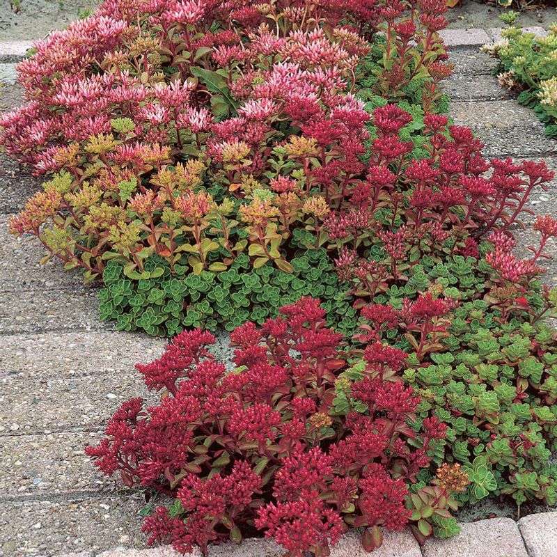 Dragon's Blood Stonecrop