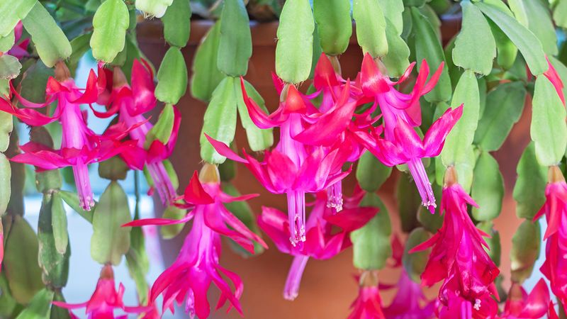 Aim for more reliable flowering, not an exact date