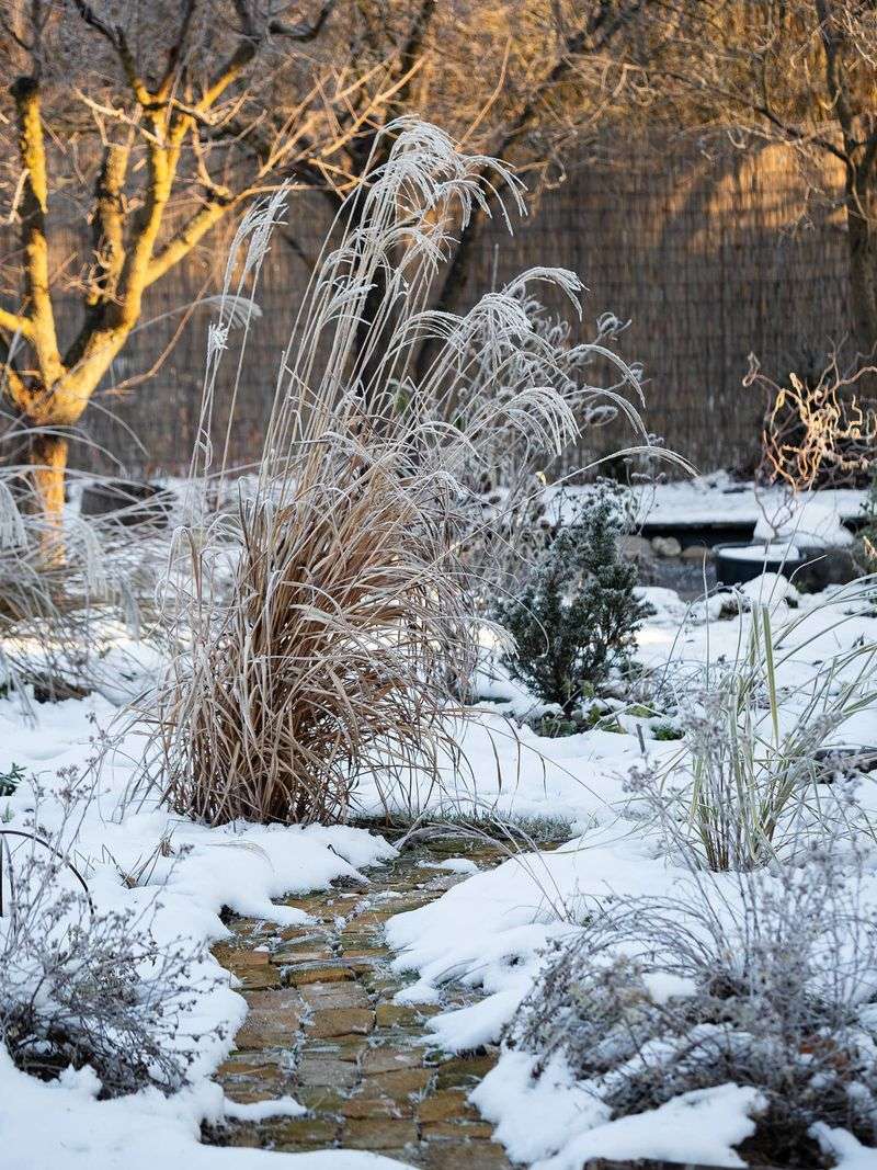 Ornamental Grasses