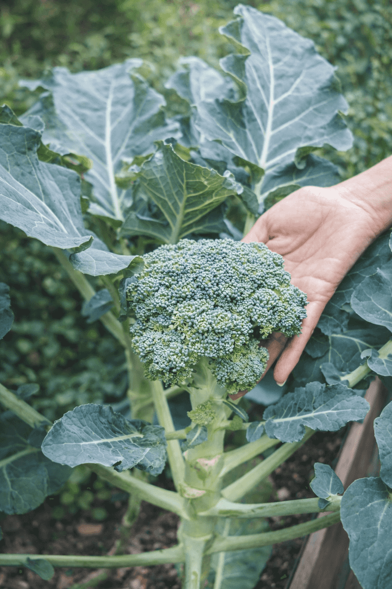 Broccoli