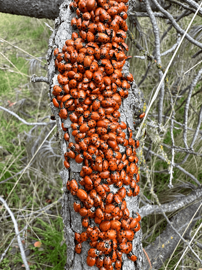 Leaf litter is not a native-ladybeetle-only refuge