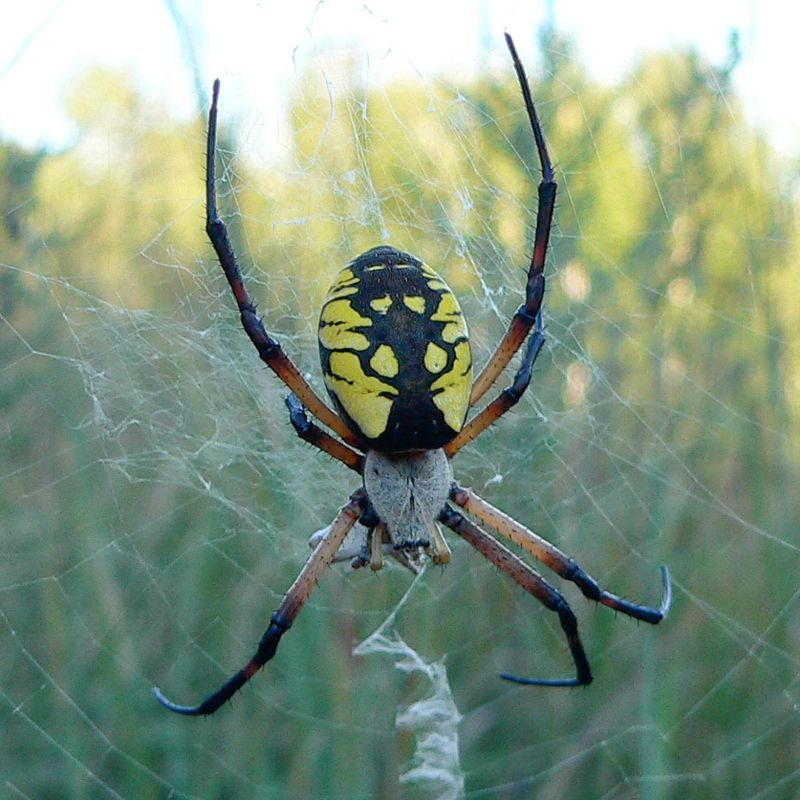 The spider and its web offer useful clues