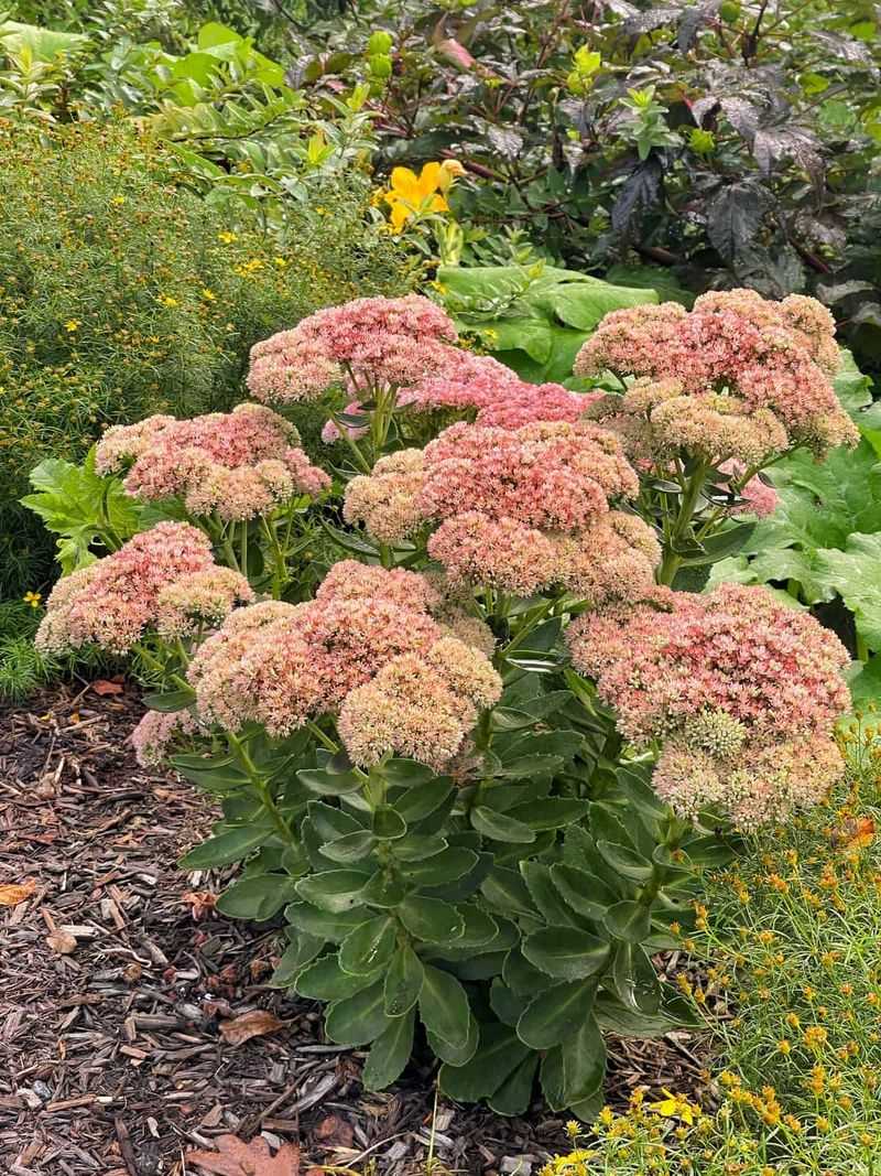 Sedum 'Autumn Joy'