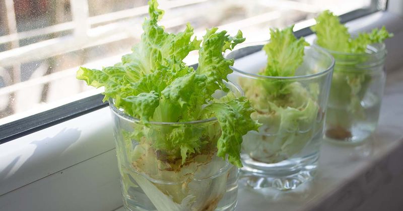 Lettuce Ends